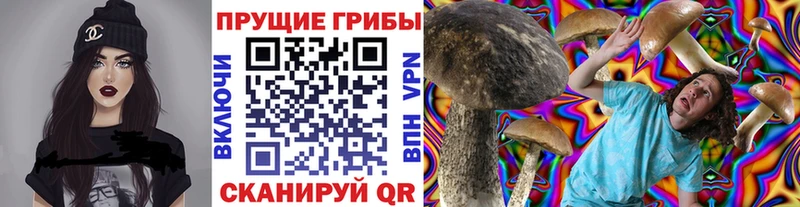 Псилоцибиновые грибы Psilocybe Мариинский Посад